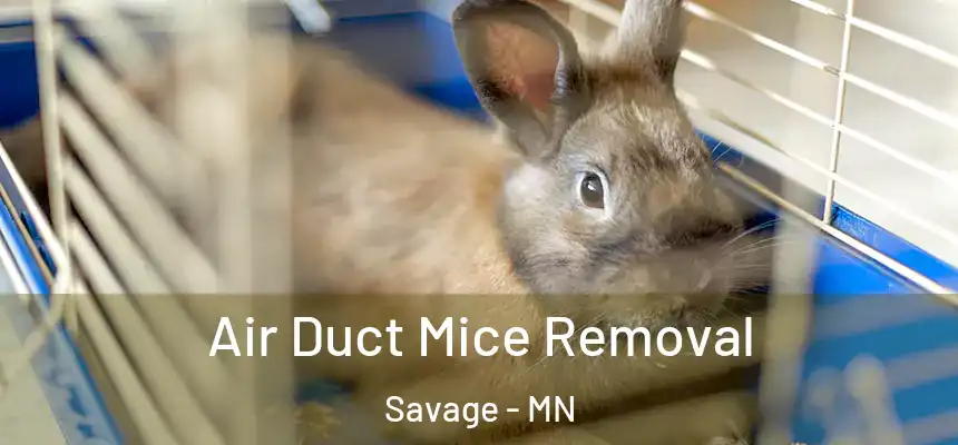  Air Duct Mice Removal Savage - MN